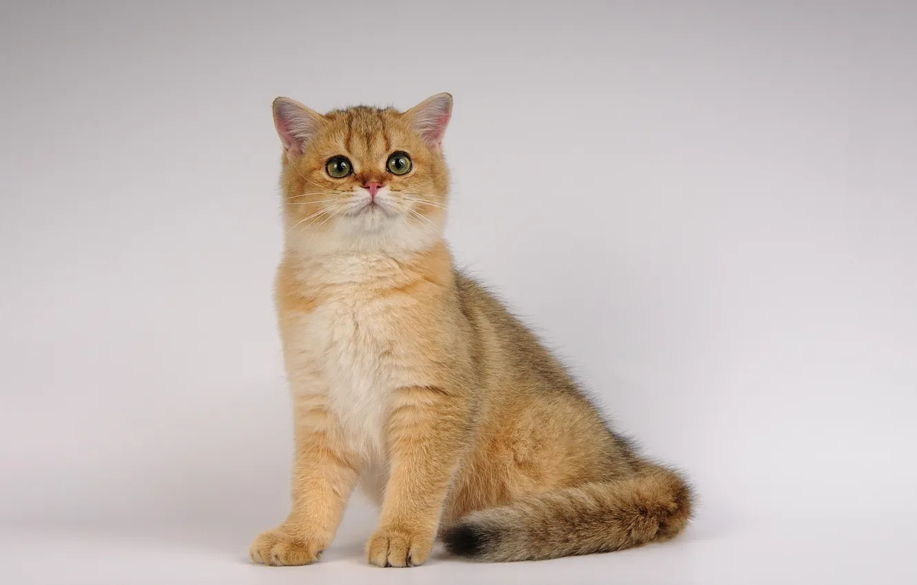 Photo wallpaper cat, photo, eyes, neko, ears