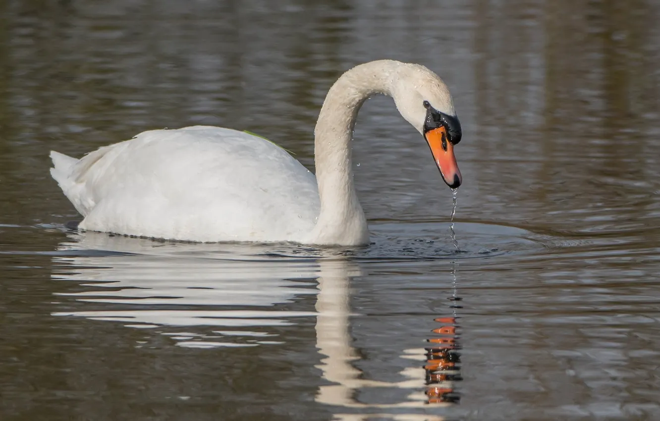 Photo wallpaper reflection, ruffle, grace, swans, pond, neck