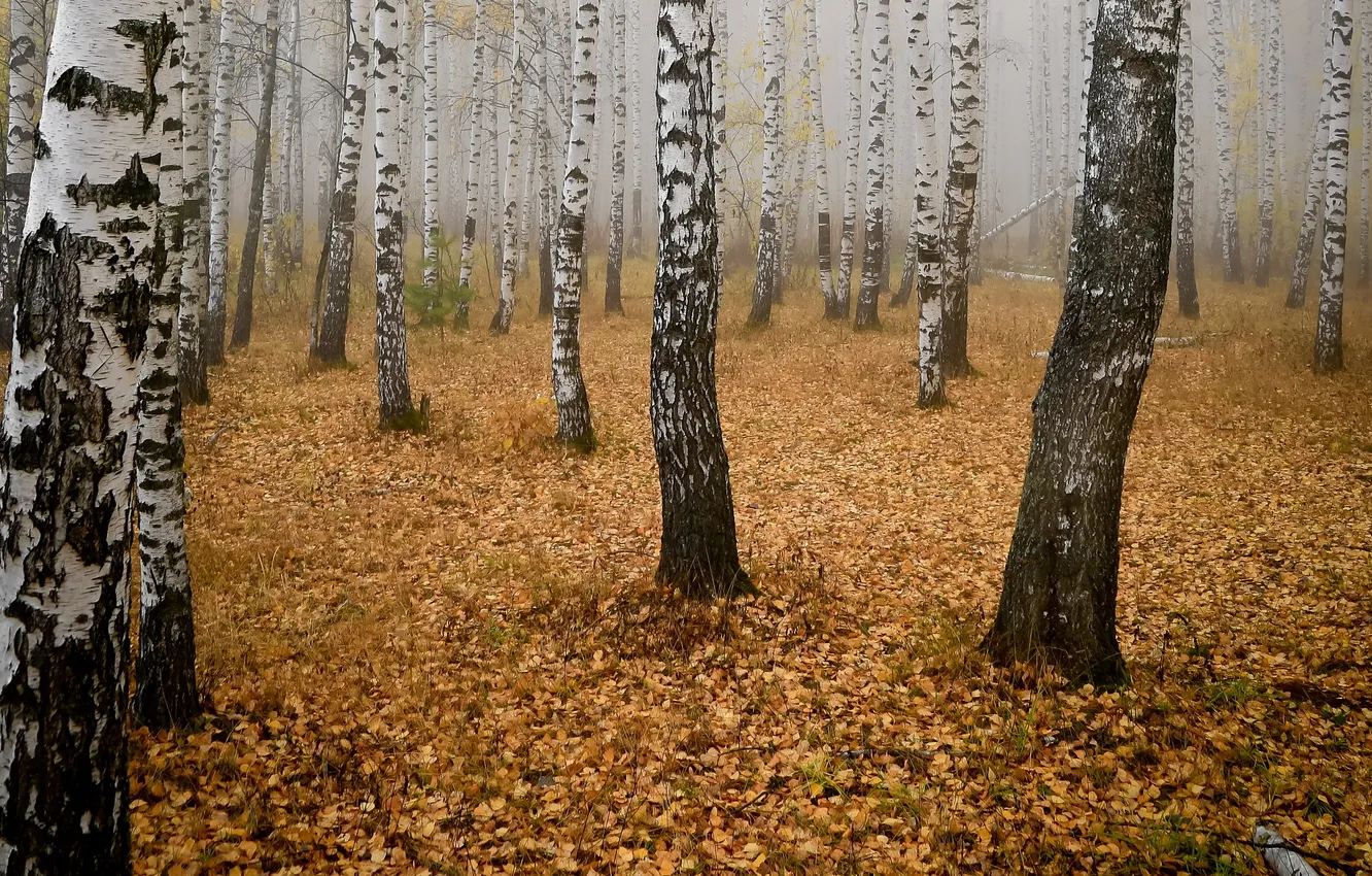Photo wallpaper autumn, forest, nature