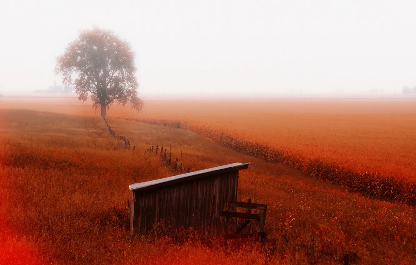 Photo wallpaper field, landscape, nature, fog