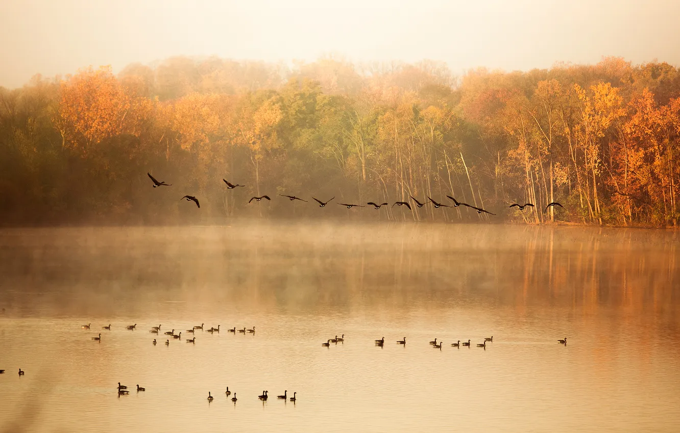 Photo wallpaper autumn, trees, nature, lake, pond, duck, pack