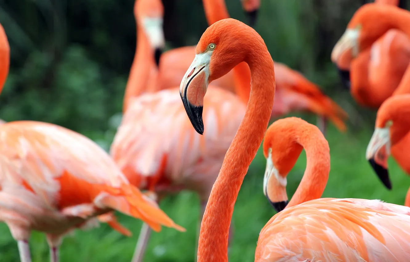 Photo wallpaper greens, bird, Flamingo