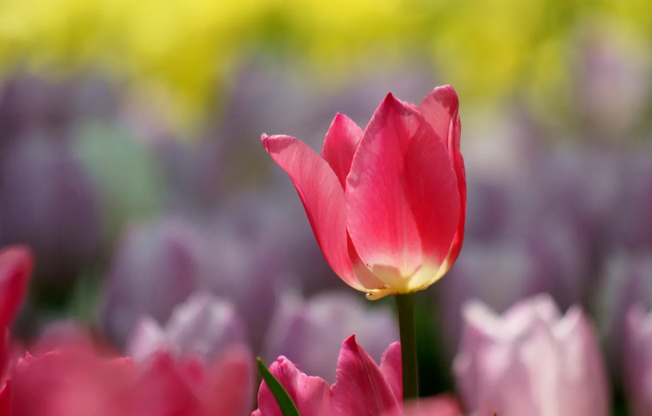 Photo wallpaper macro, nature, spring, tulips, pink