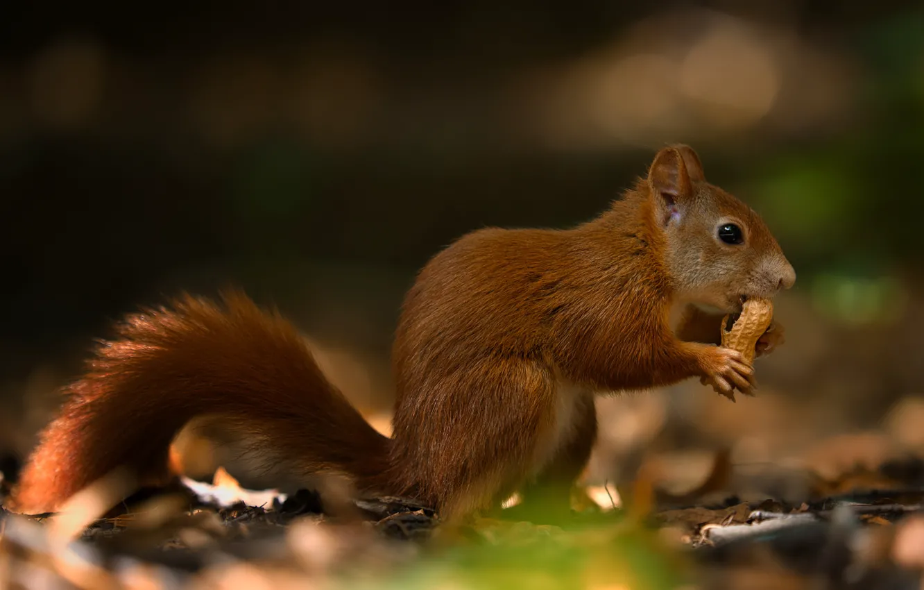 Photo wallpaper nature, protein, profile, nuts, bokeh, peanuts, meal
