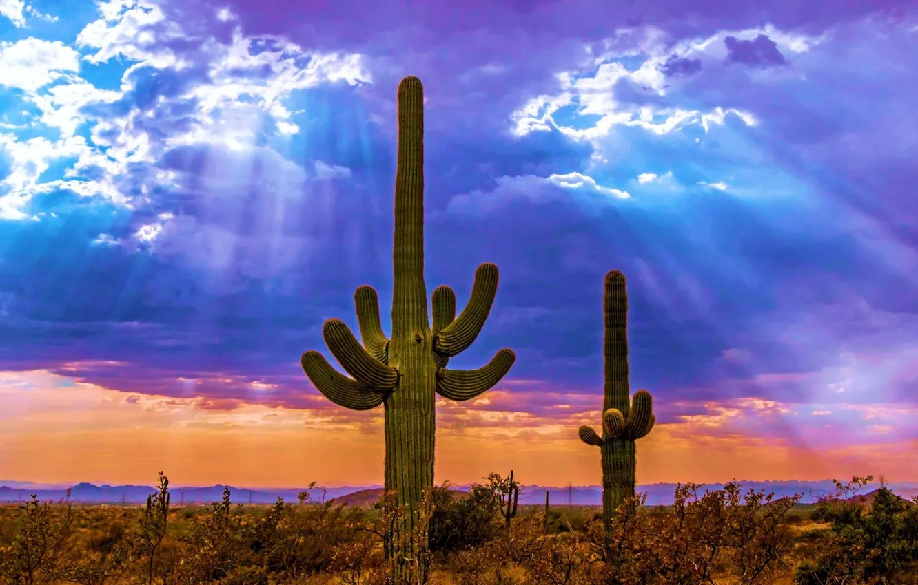 Photo wallpaper the sky, clouds, rays, light, cactus, valley, horizon