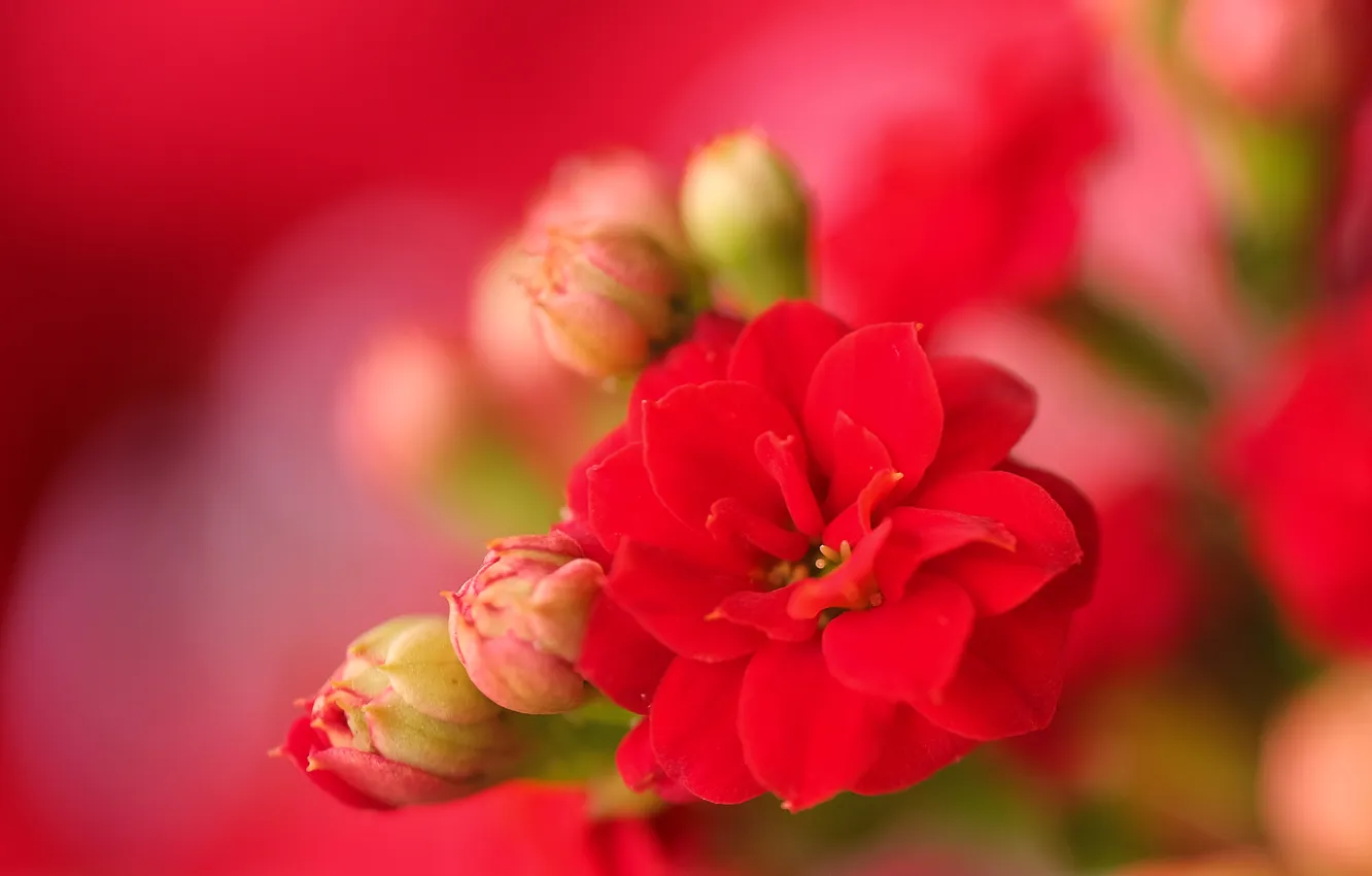 Photo wallpaper flowers, Kalanchoe, red flowers, Kalanchoe kalandiva