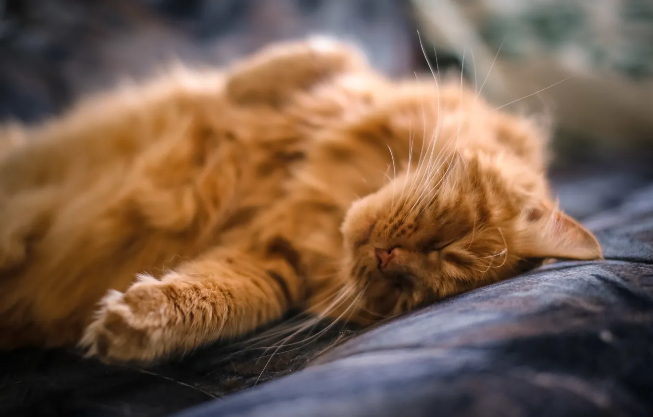 Photo wallpaper cat, mustache, paws, wool, red, sleeping, lies
