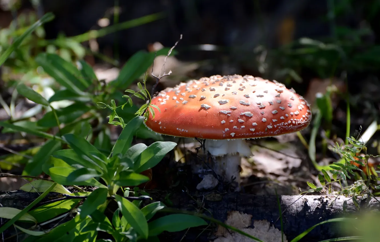 Photo wallpaper forest, nature, mushrooms, mushroom