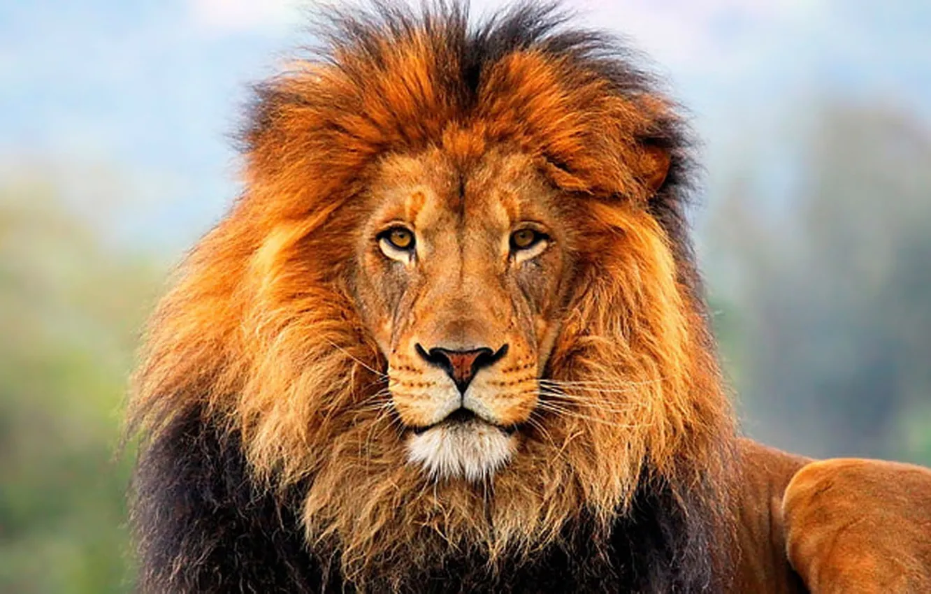 Photo wallpaper lion, animal, wildlife, king