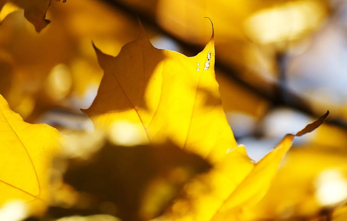 Photo wallpaper autumn, leaves, the sun, light, yellow, veins, maple