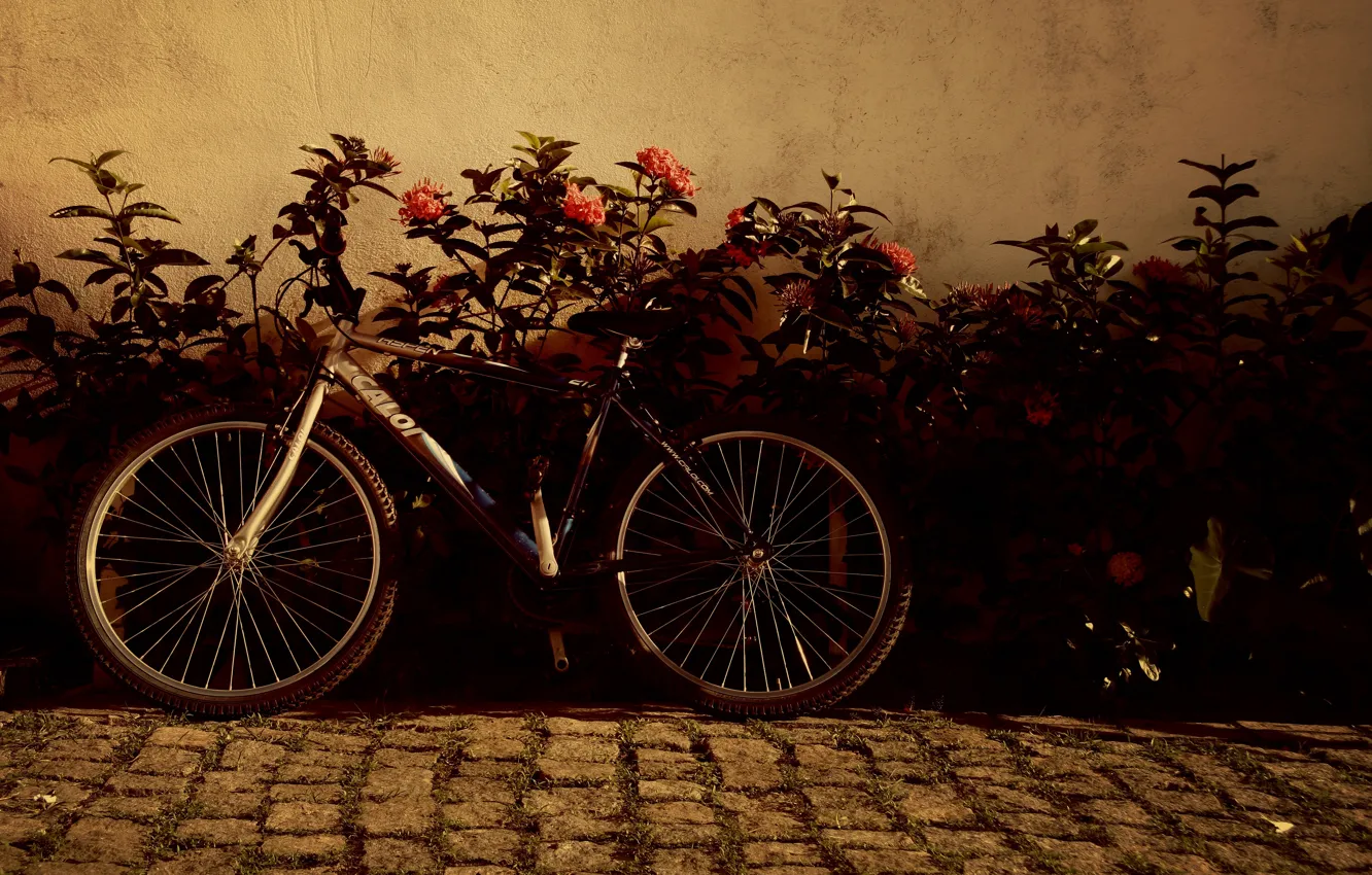 Photo wallpaper flowers, bike, background, widescreen, Wallpaper, mood, wheel, wallpaper