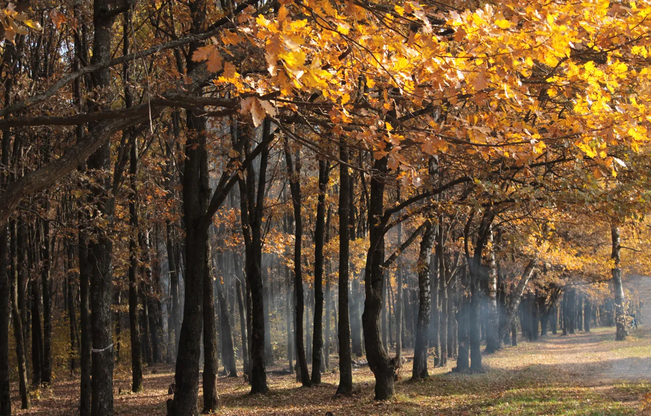 Photo wallpaper autumn, forest, leaves, trees, yellow, haze