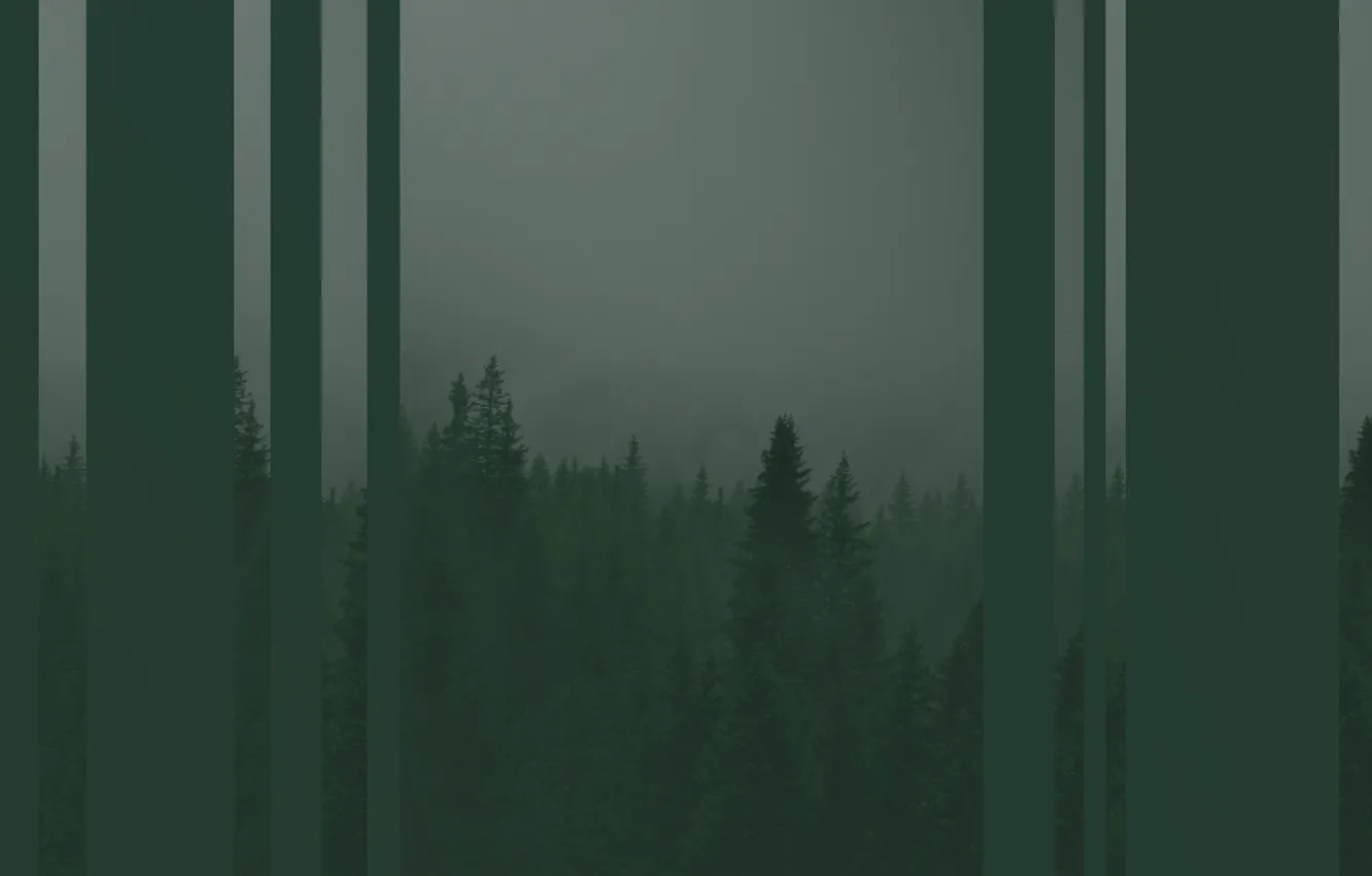 Photo wallpaper forest, trees, green, strip