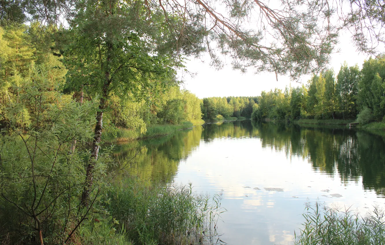 Photo wallpaper forest, trees, nature, lake