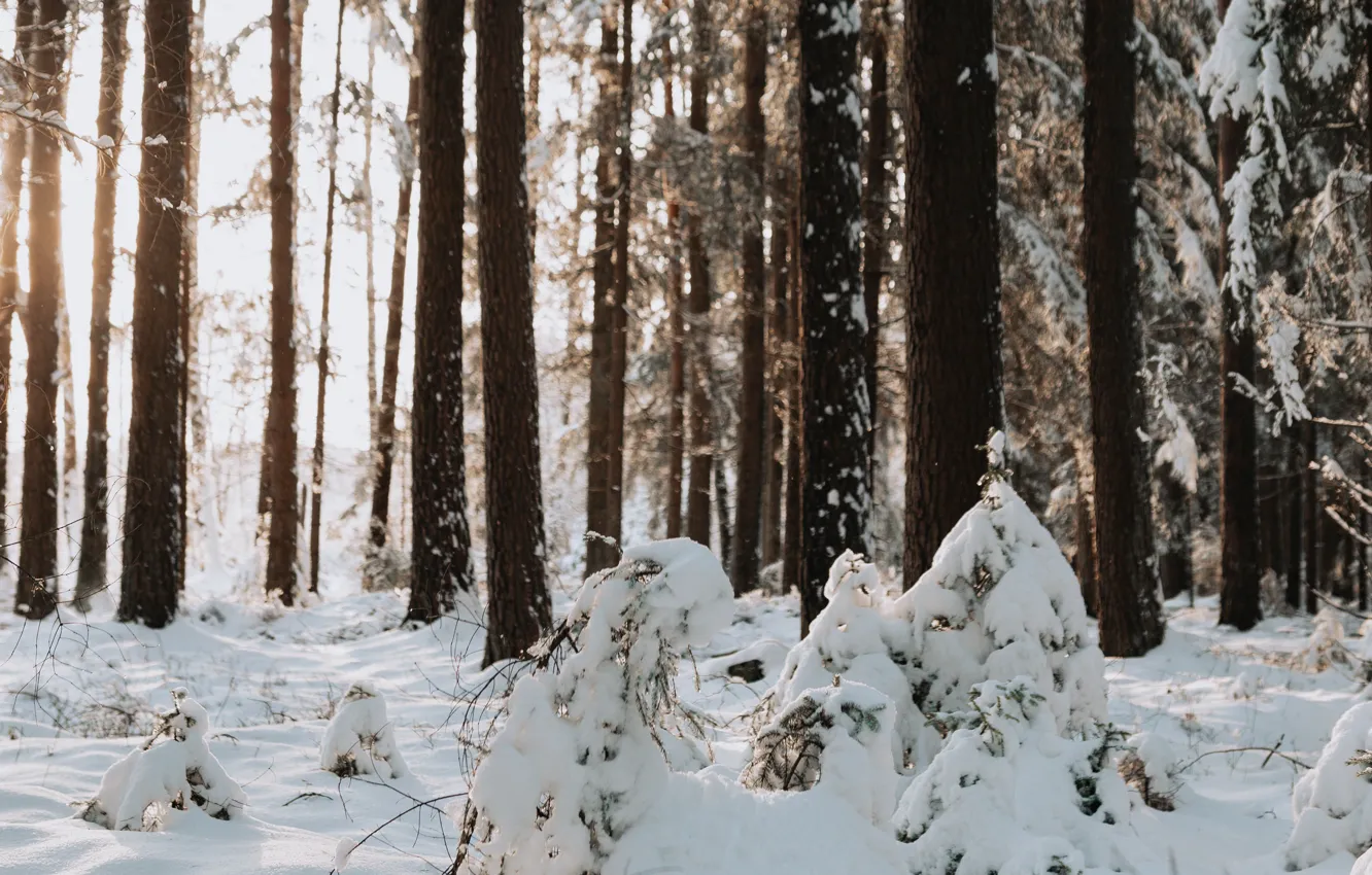 Photo wallpaper winter, forest, snow, trees, nature, pine