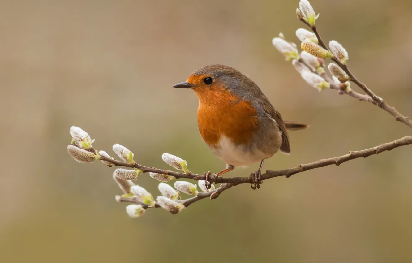 Photo wallpaper branches, bird, feathers, Verba, Robin