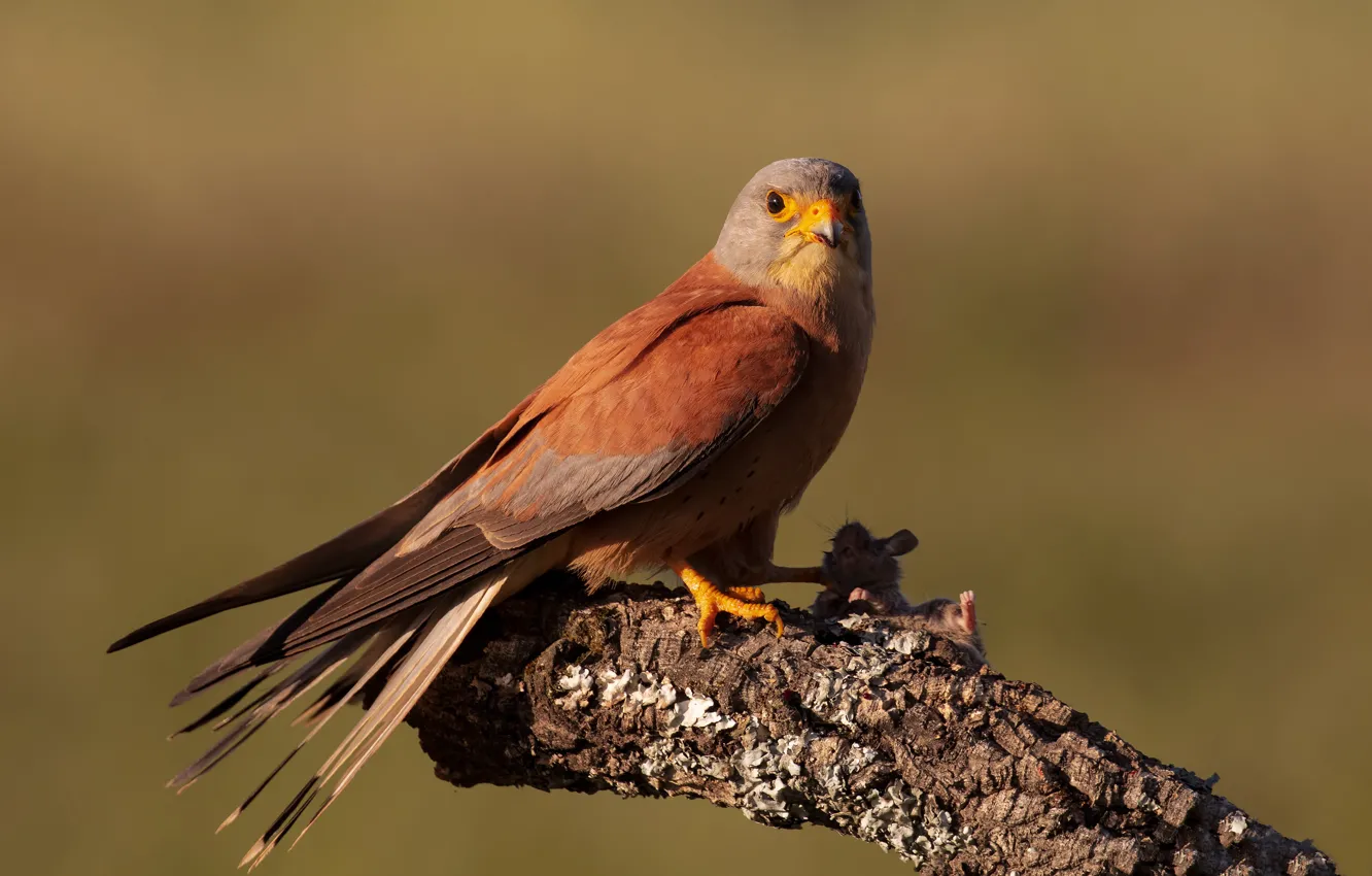 Photo wallpaper branches, background, bird, predator, mouse, Falcon, rat, bitches