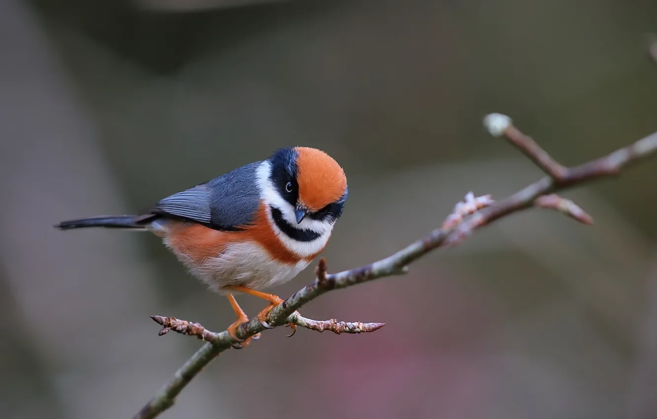 Photo wallpaper branches, nature, bird