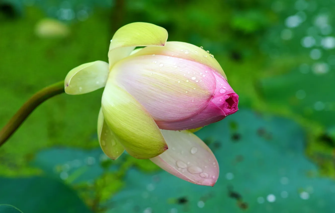 Photo wallpaper buds, pink Lotus, drops, blur bokeh