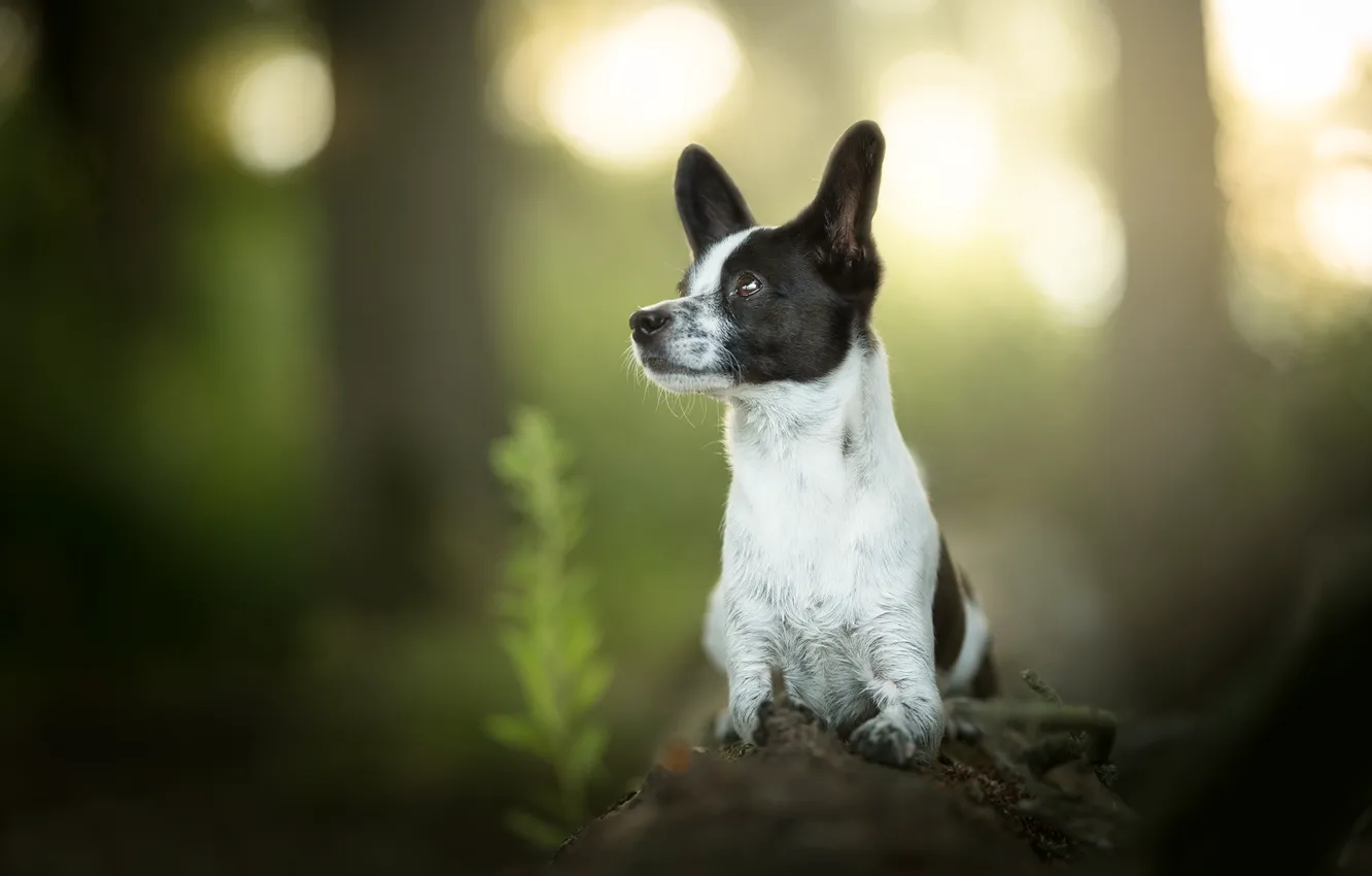 Photo wallpaper dog, log, bokeh