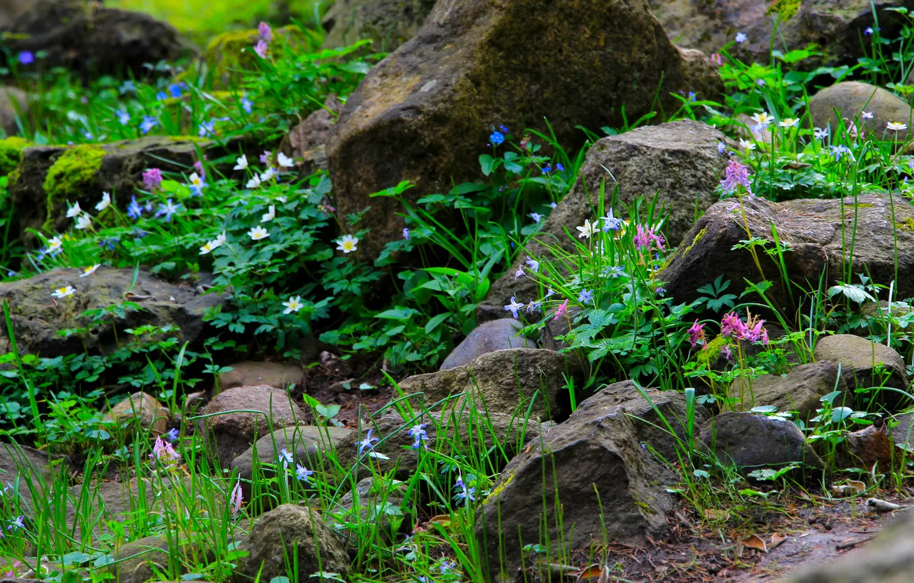 Photo wallpaper flower, stones, plants