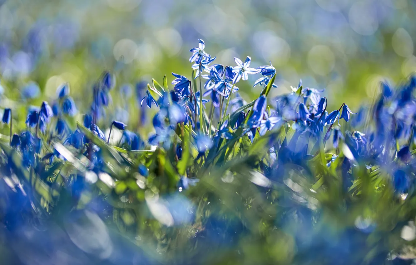 Photo wallpaper light, flowers, blue, glade, bokeh, Scilla