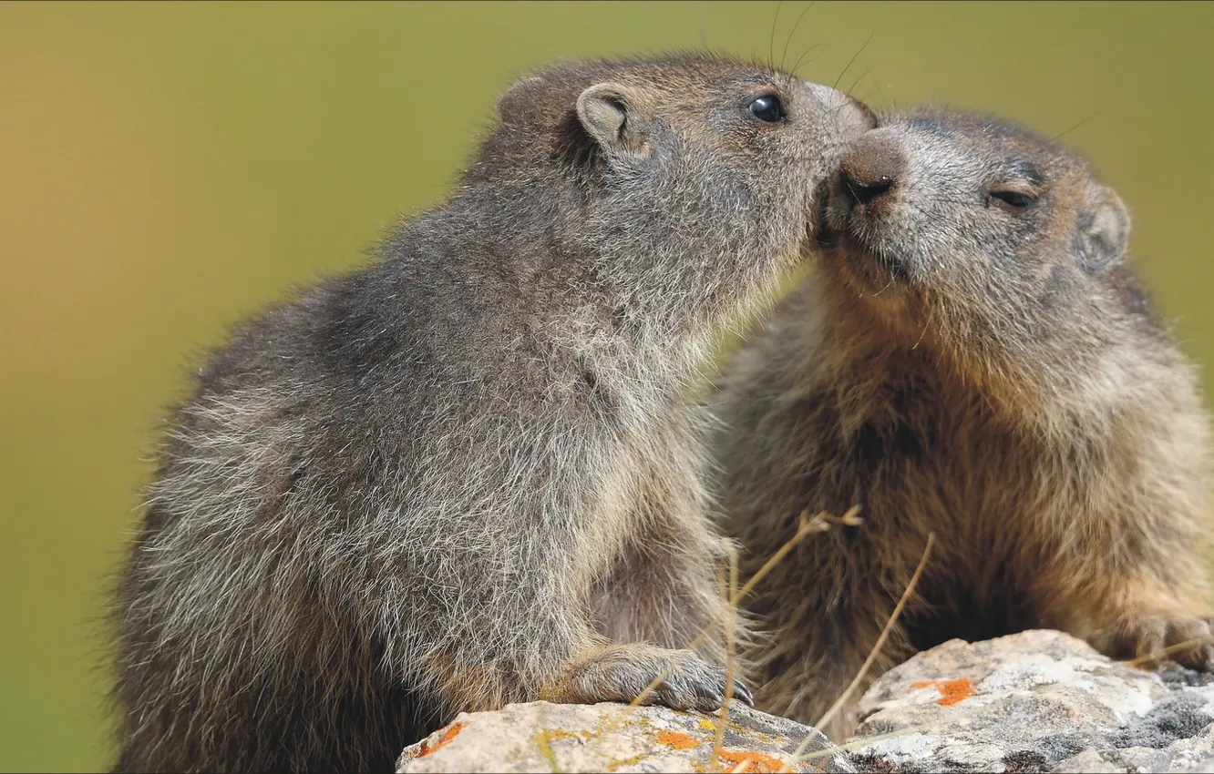 Photo wallpaper love, animal, pair, rodent, a rare animal