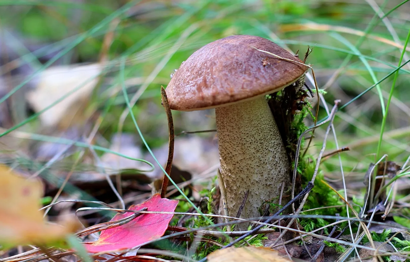 Photo wallpaper grass, mushrooms, boletus