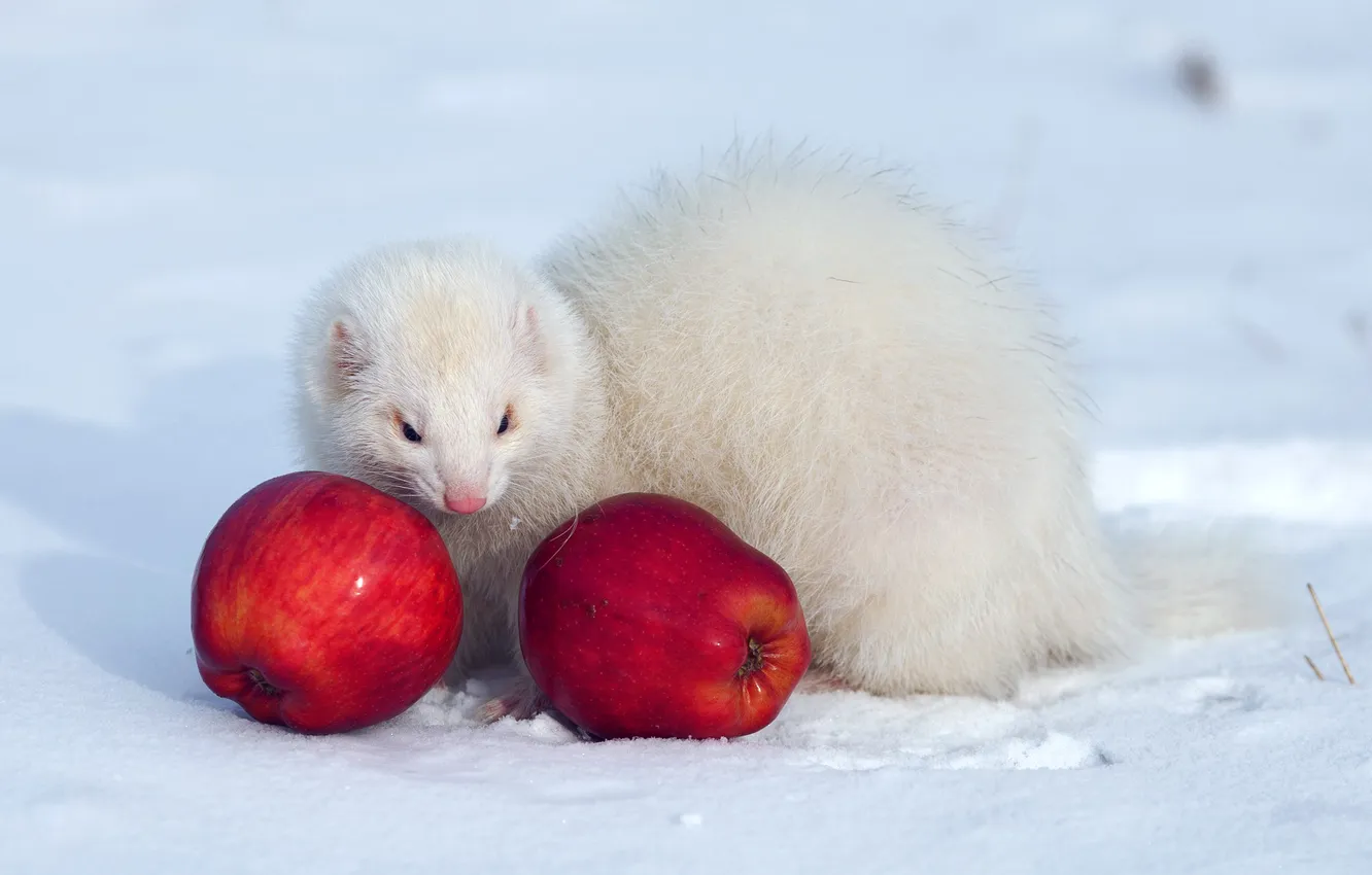Photo wallpaper winter, white, snow, red, apples, wool, weasel, ferret