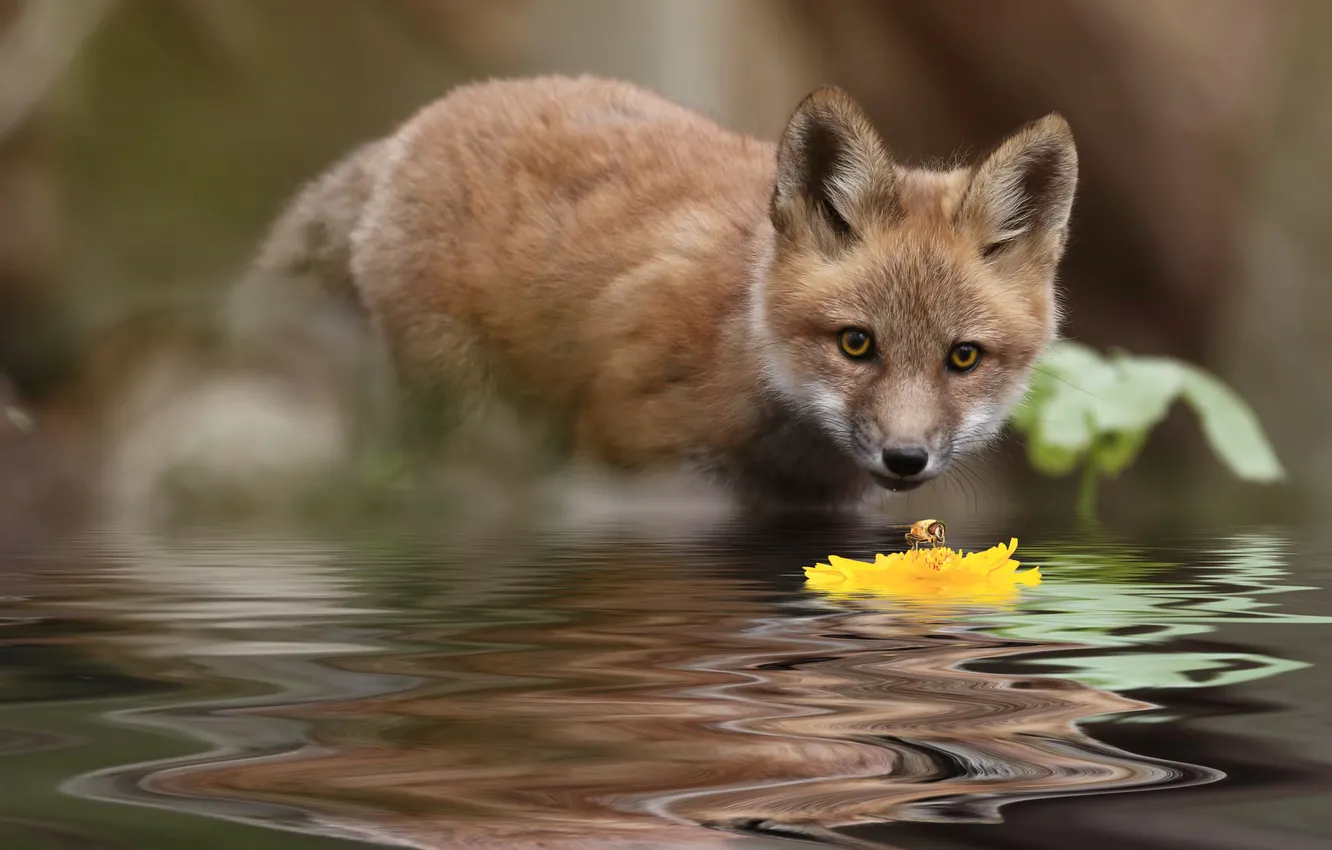 Photo wallpaper water, flowers, nature, Fox, Fox