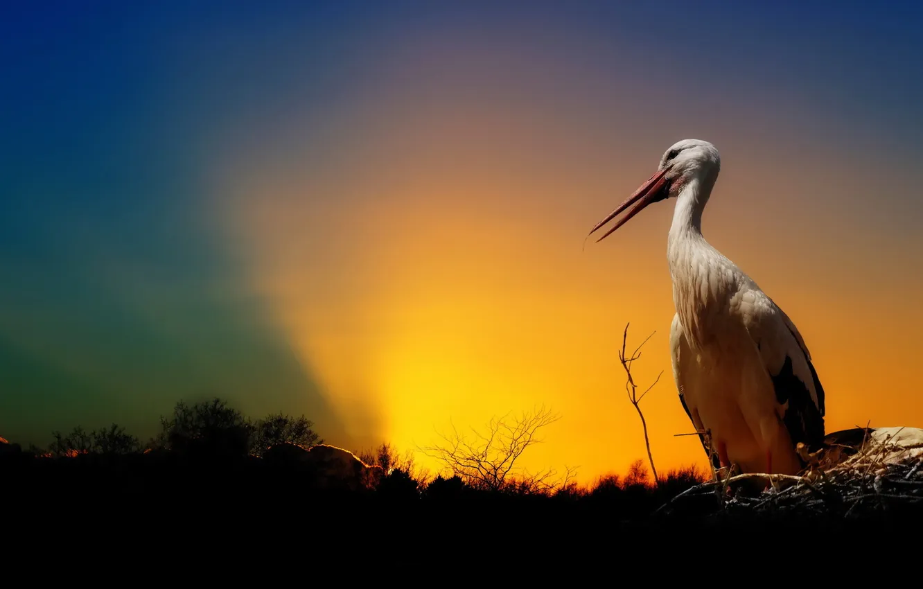 Photo wallpaper sunset, bird, stork
