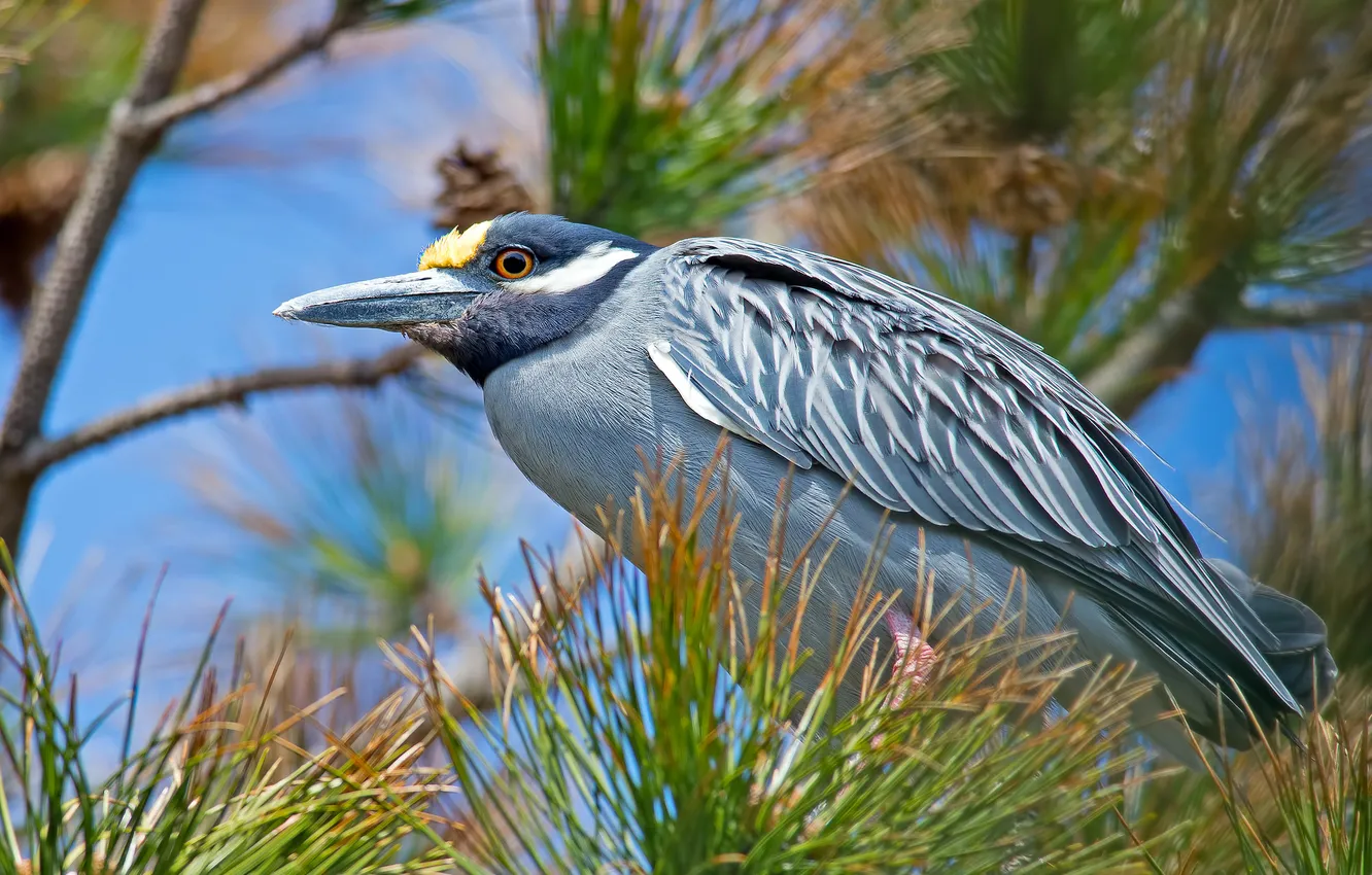 Photo wallpaper trees, needles, branches, bird, feathers, beak