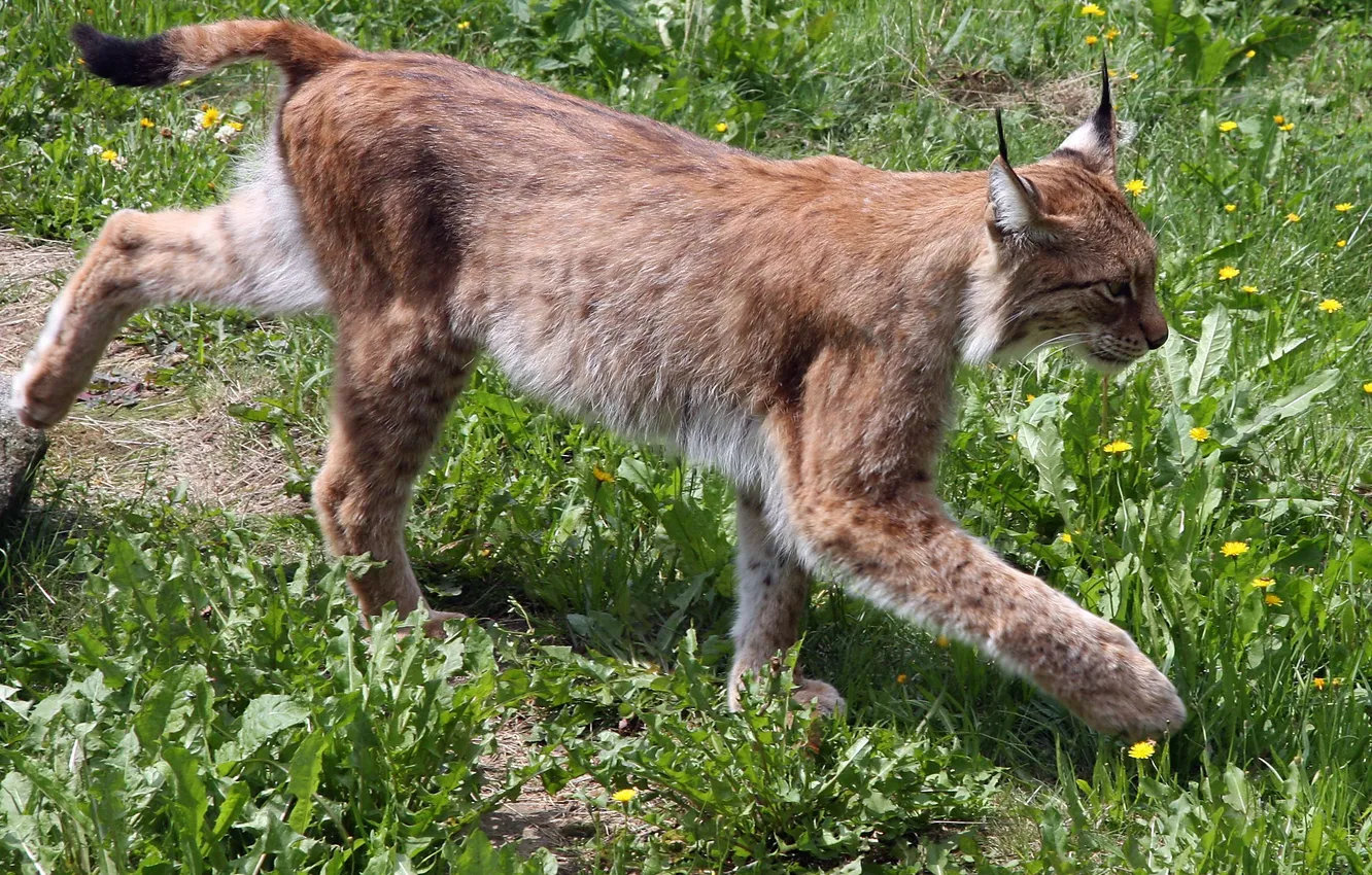 Photo wallpaper cat, dandelion, ears, lynx, is, wild, brush, on the grass