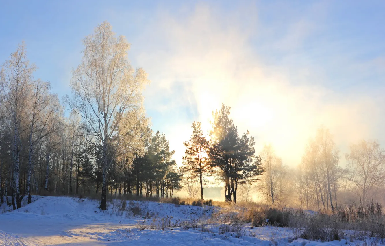 Photo wallpaper winter, snow, trees, morning