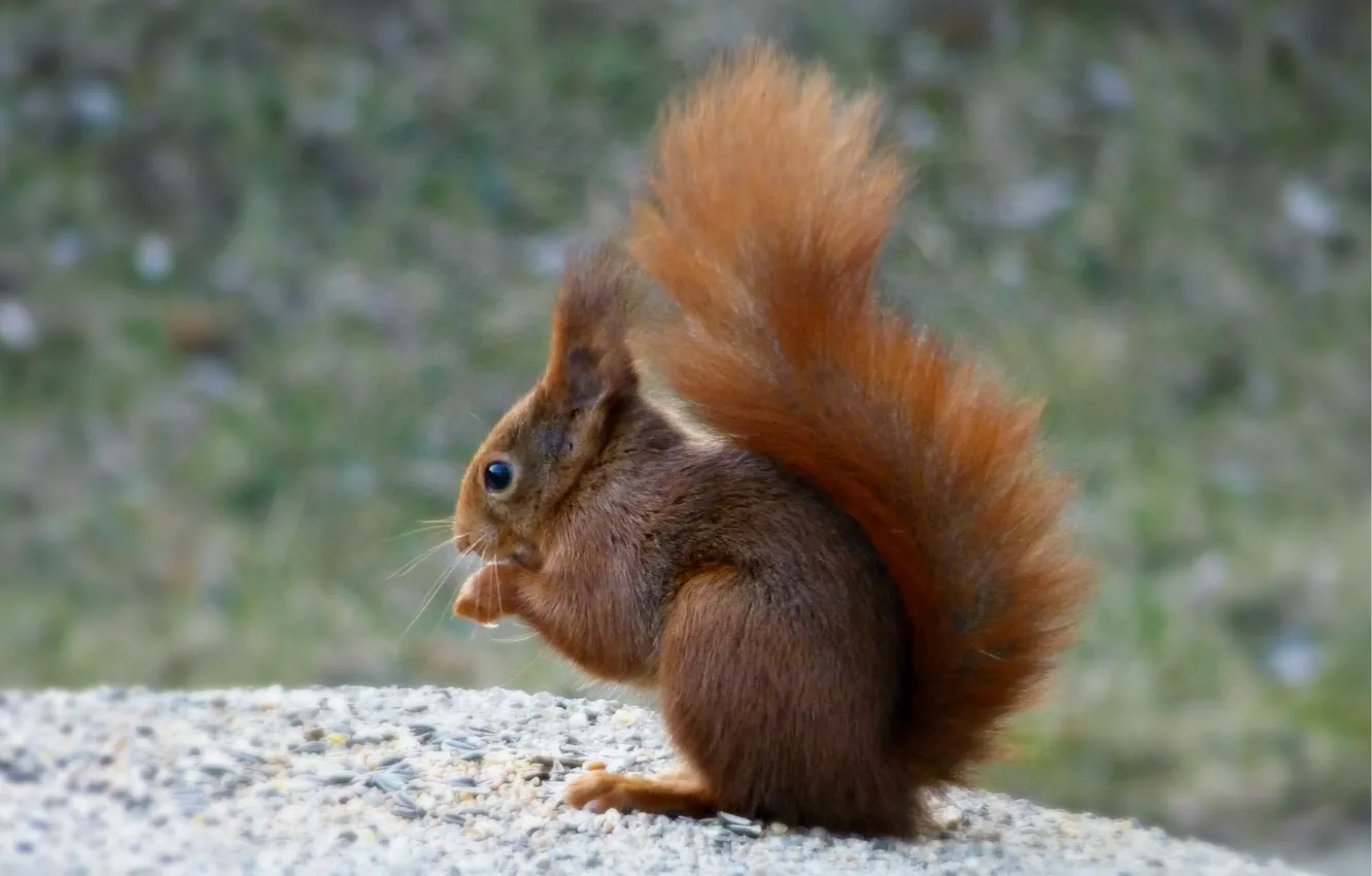 Photo wallpaper macro, blur, protein, sitting, squirrel