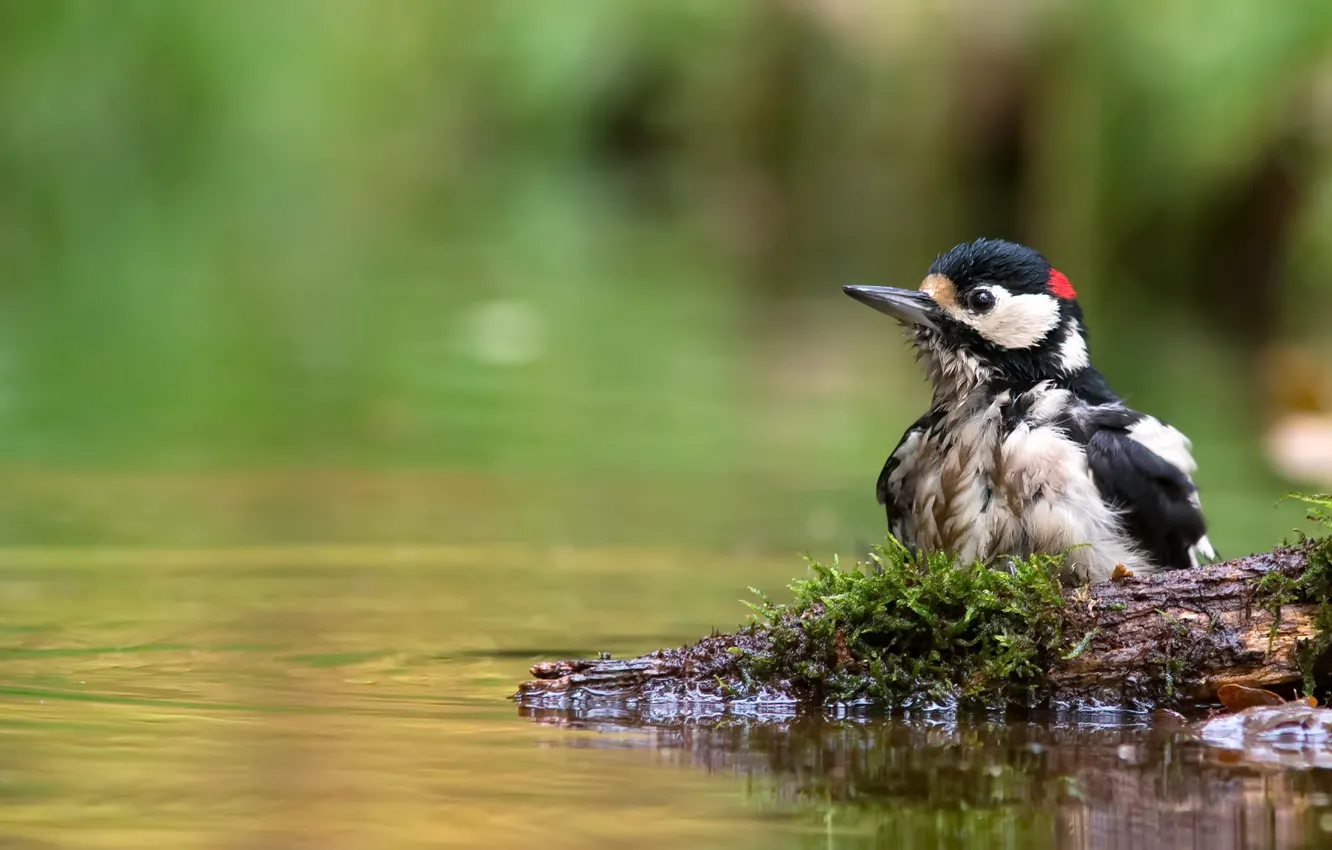 Photo wallpaper nature, bird, Great spotted woodpecker
