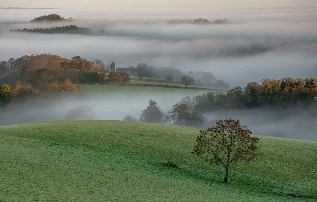 Photo wallpaper trees, fog, morning, meadow, Devon