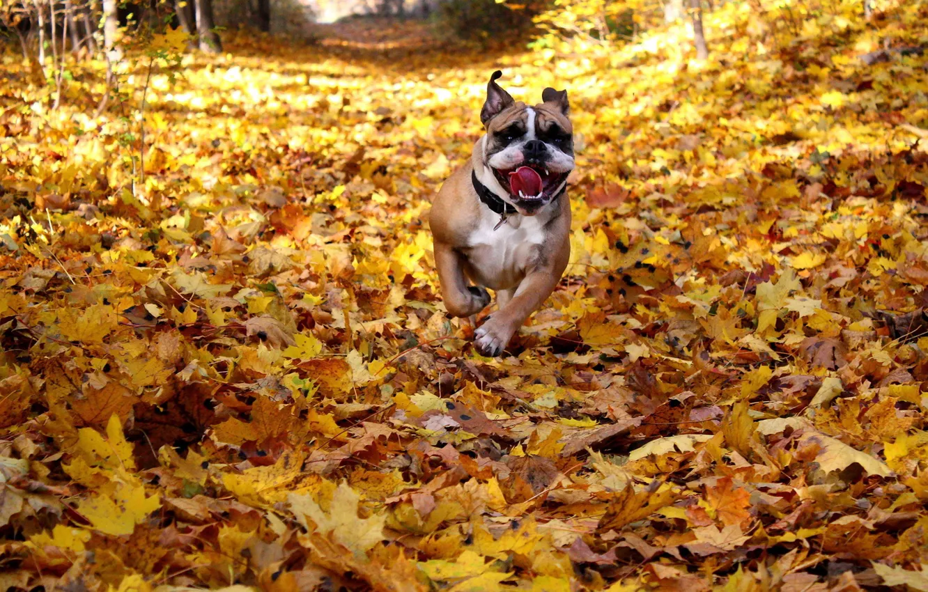 Photo wallpaper happy, dog, fall, running
