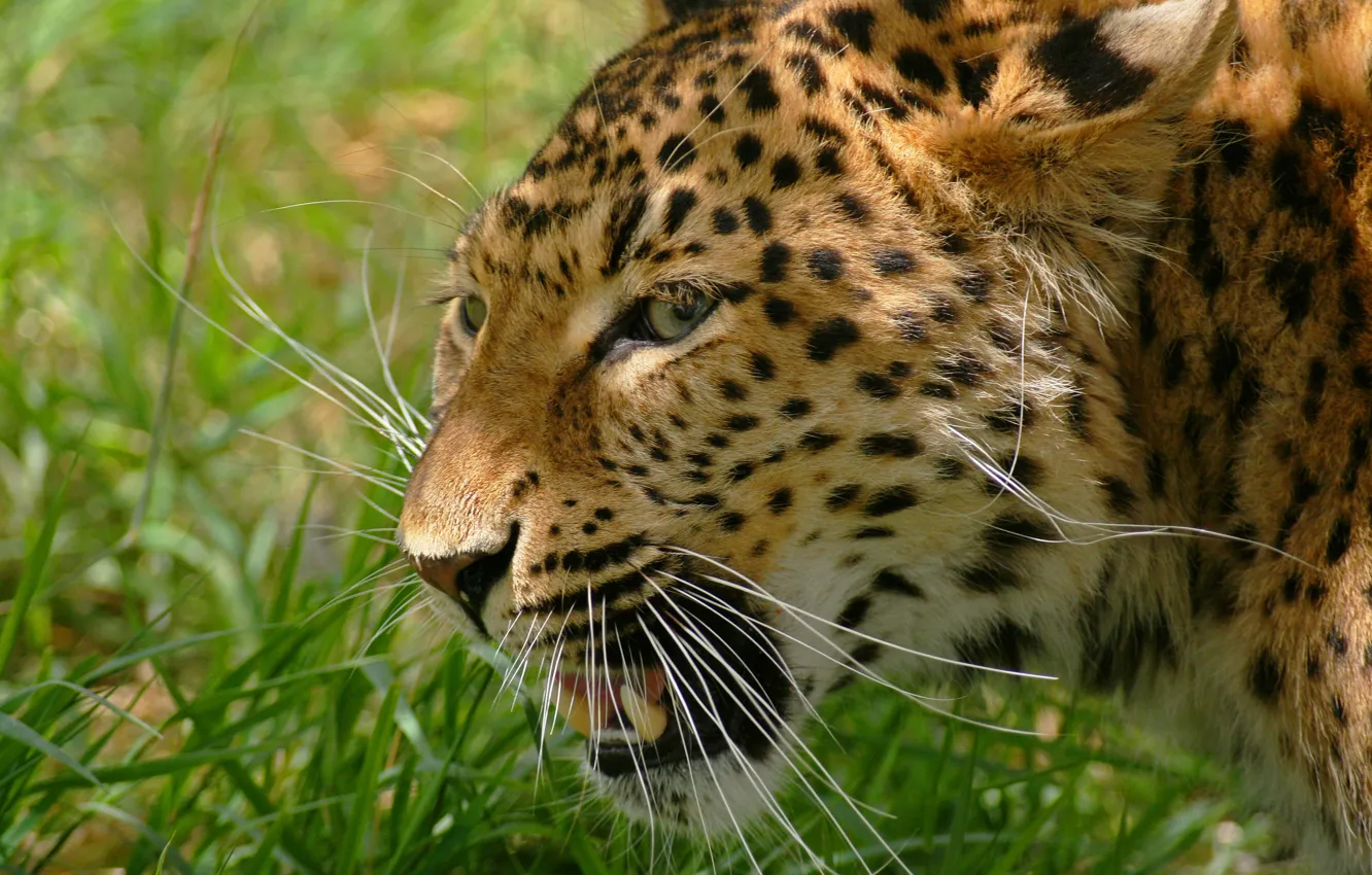 Photo wallpaper grass, mustache, face, photo, predator, leopard, grin, wild cat