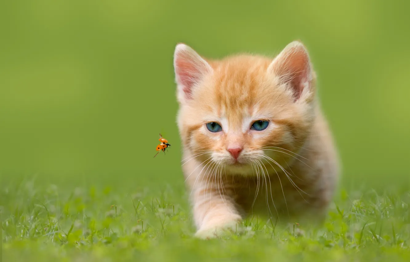 Photo wallpaper grass, ladybug, insect, hunting, kitty, blue-eyed