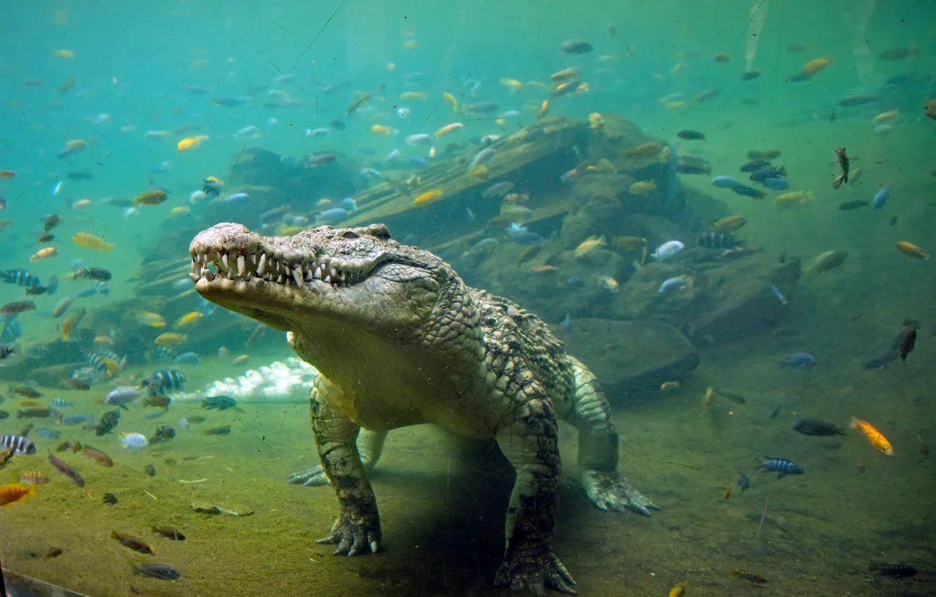 Photo wallpaper water, fish, crocodile