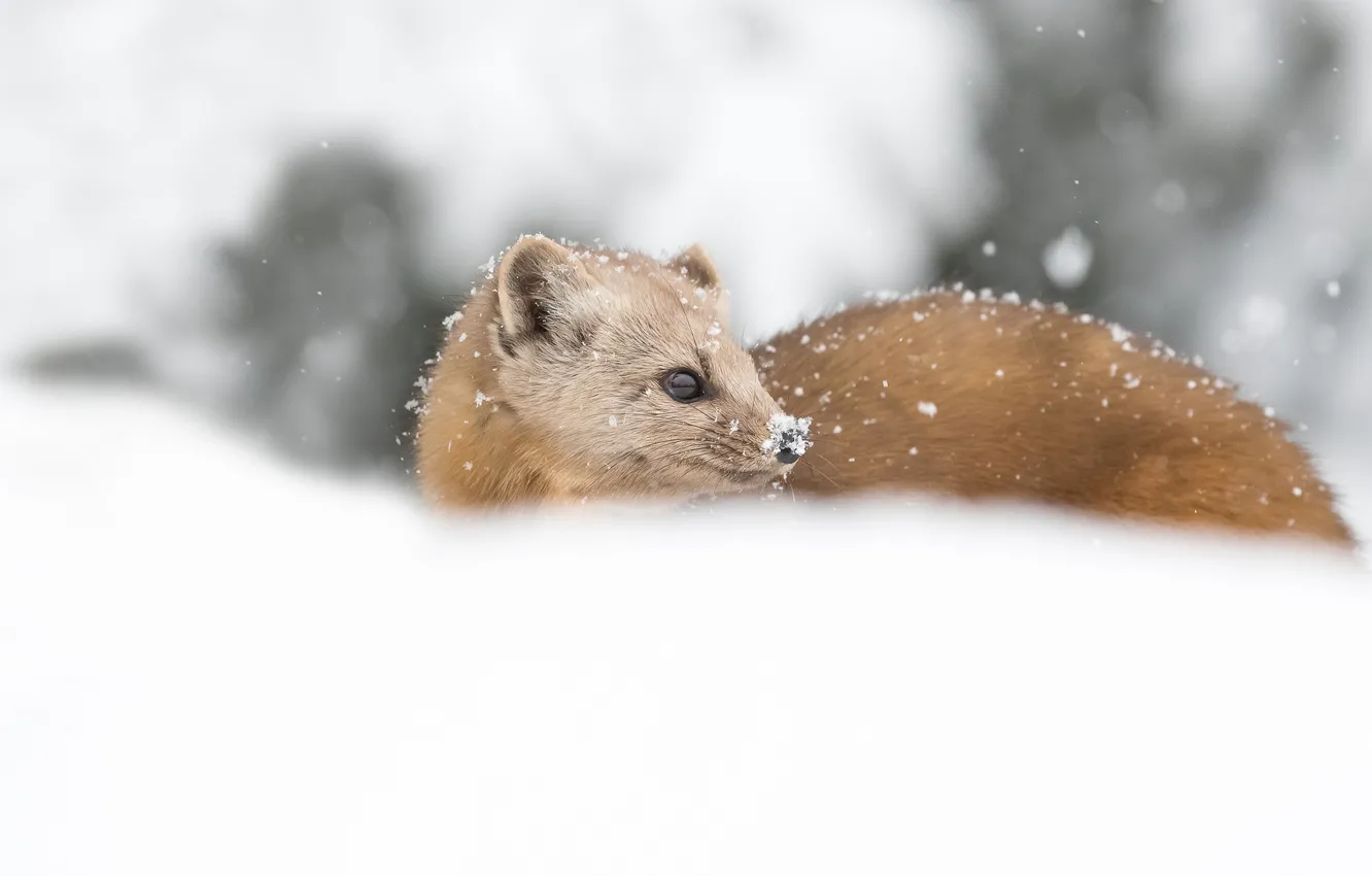 Photo wallpaper winter, look, face, snow, the snow, snowfall, marten