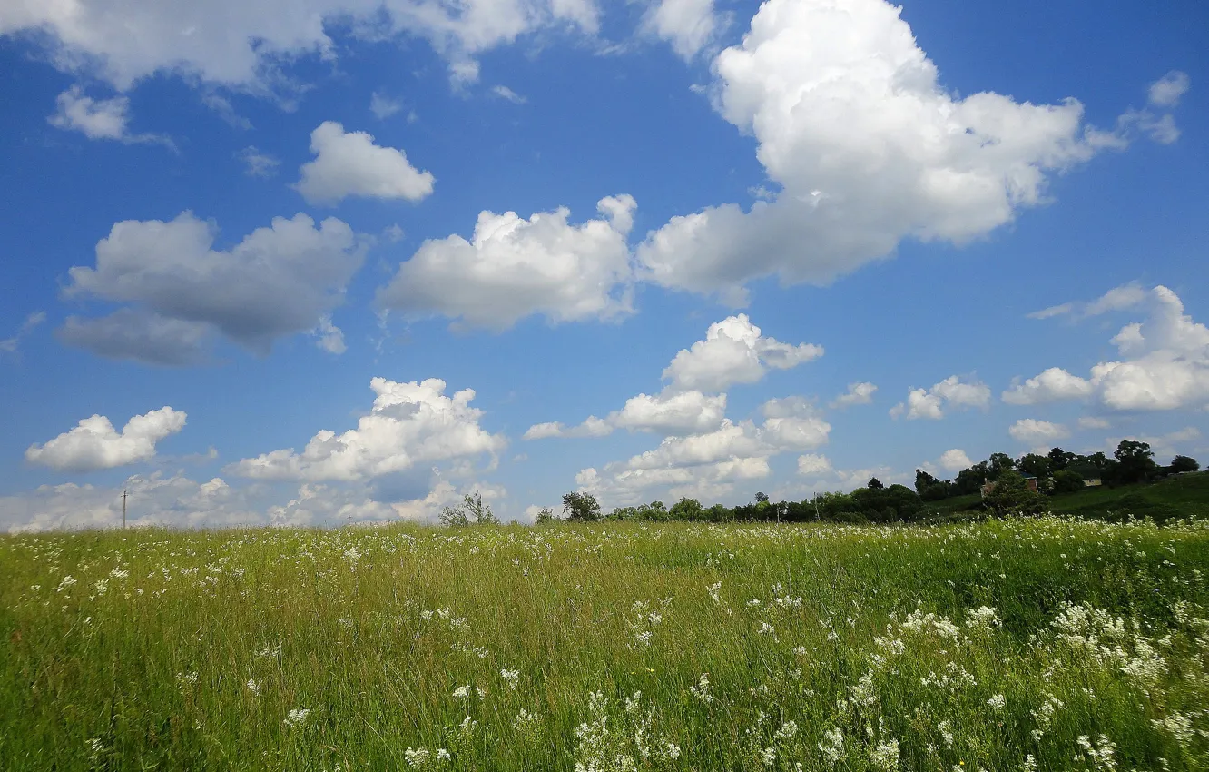 Photo wallpaper summer, the sky, grass, clouds, flowers
