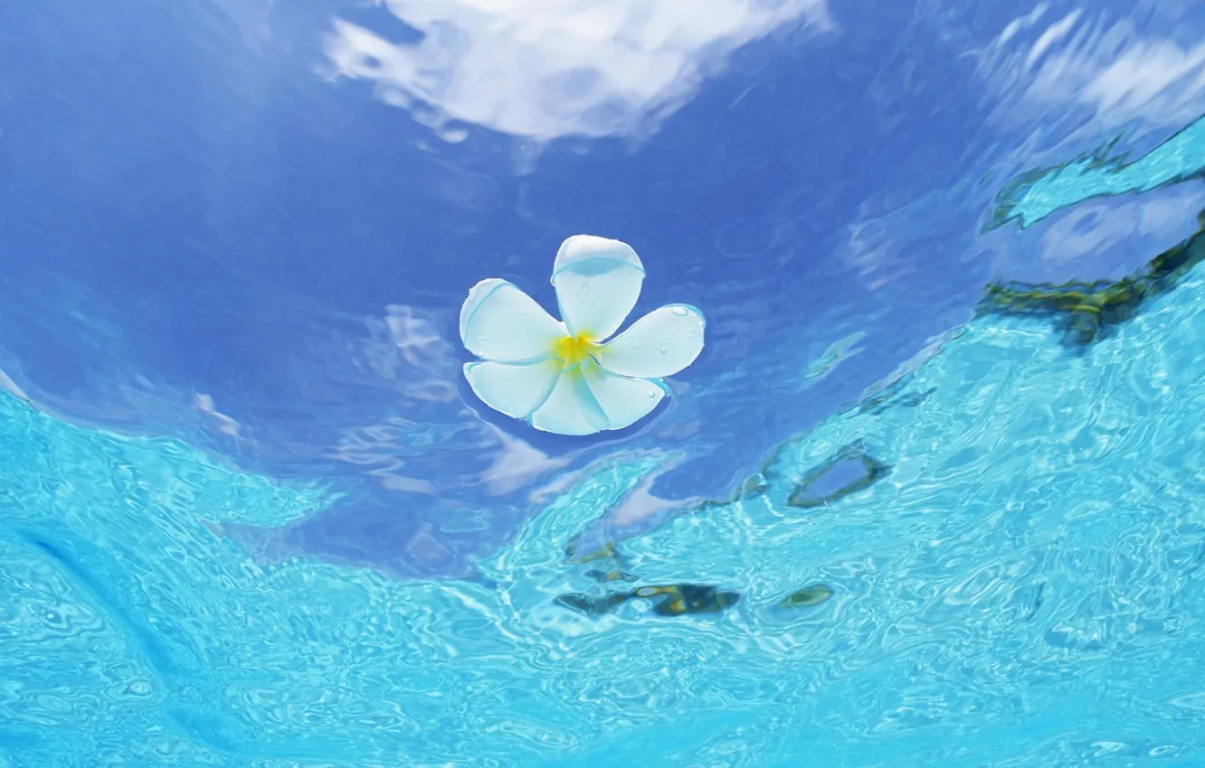 Photo wallpaper Water, Flower, The Maldives