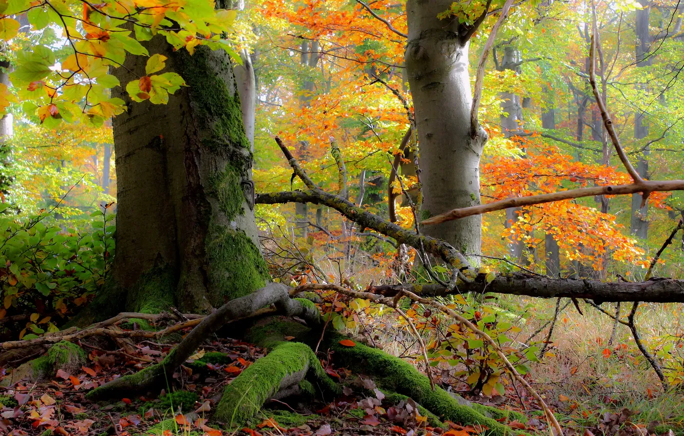 Photo wallpaper autumn, forest, trees, branches, nature, foliage, trunk, snag
