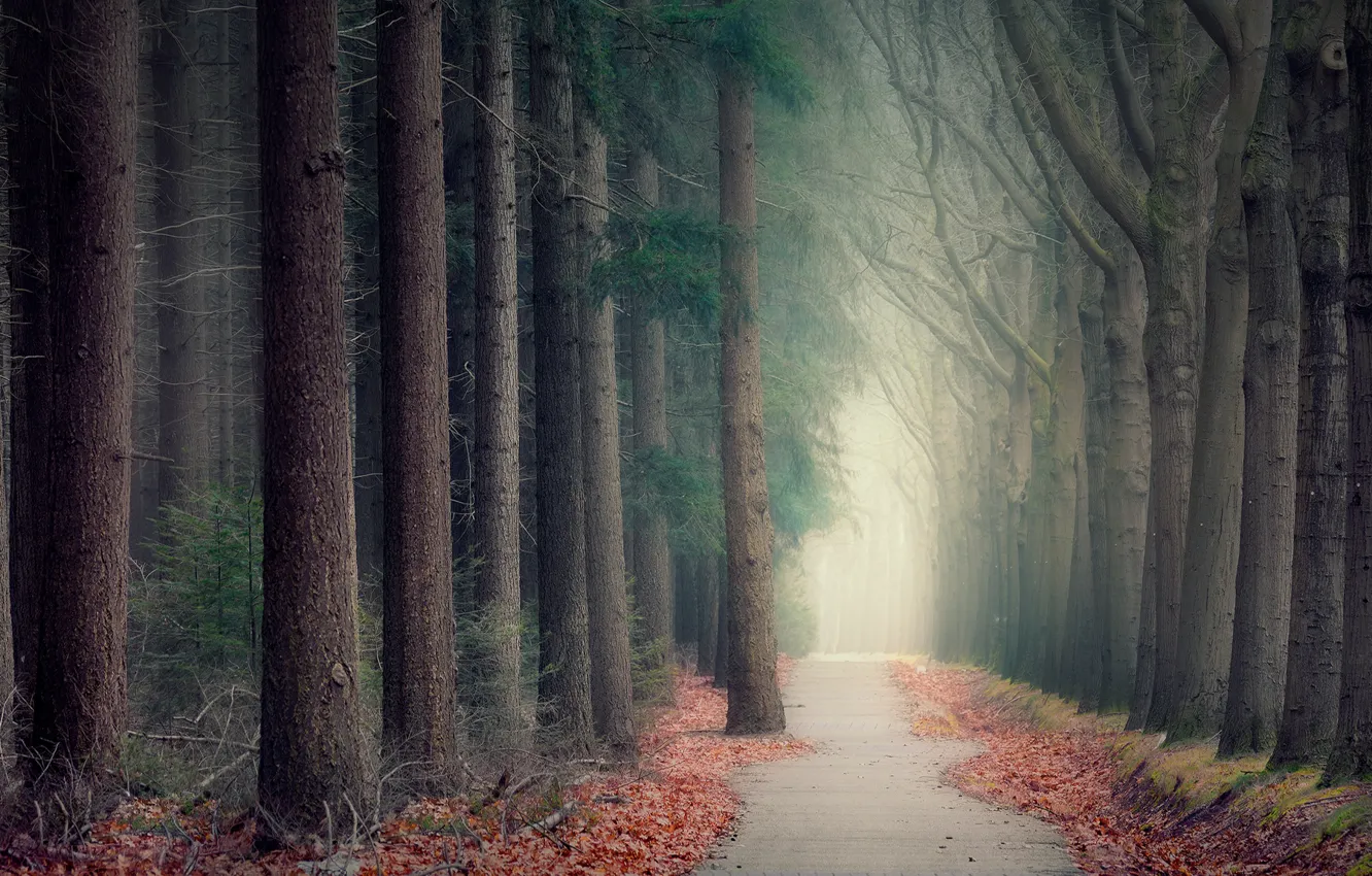 Photo wallpaper road, autumn, forest, branches, fog, Park, trunks, alley