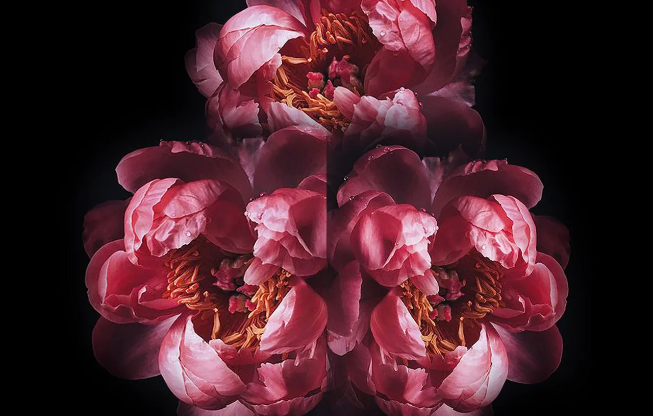 Photo wallpaper flower, petal, peonies, pistils, stambs