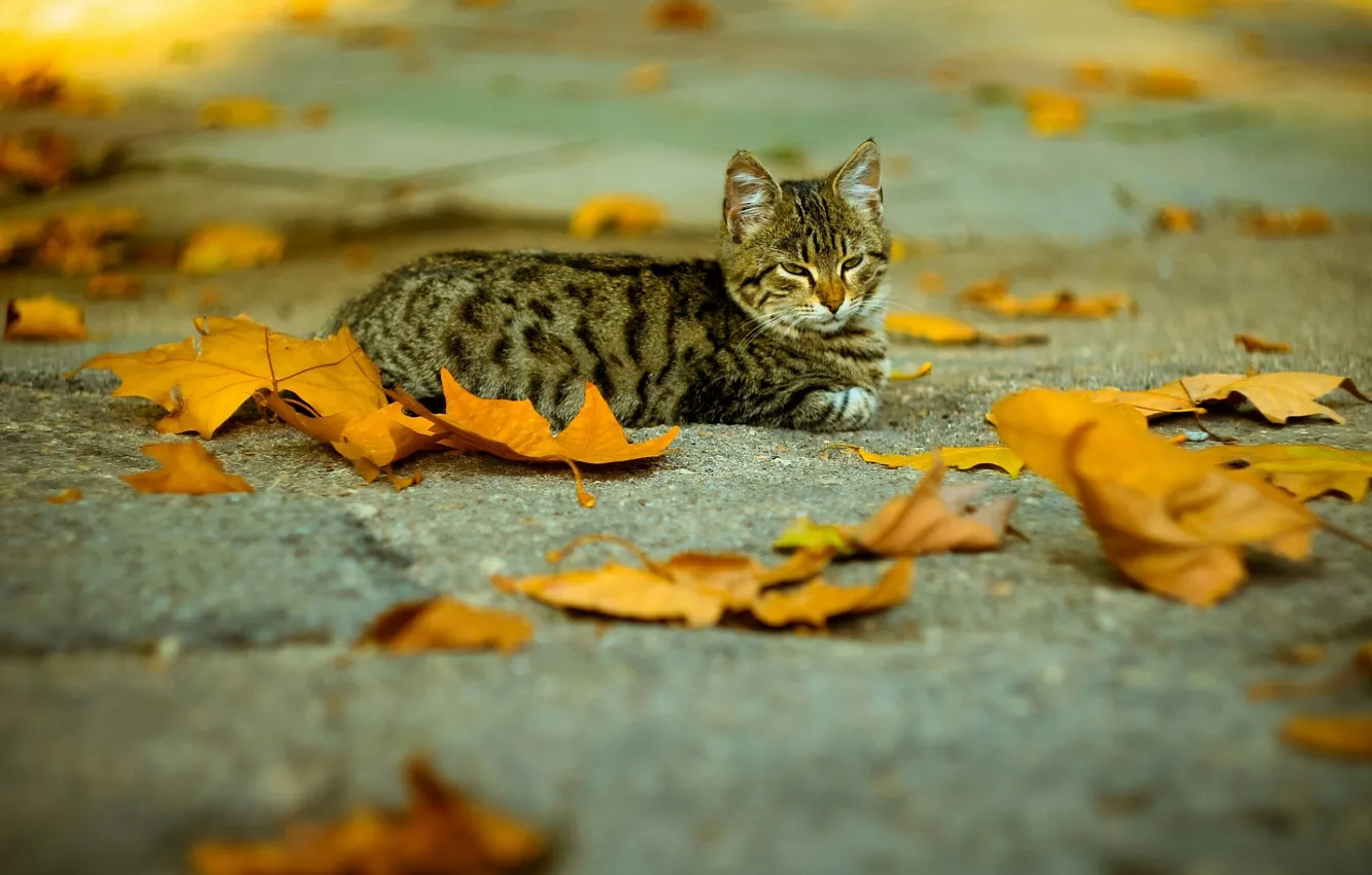 Photo wallpaper fallen leaves, tabby cat, on the pavement