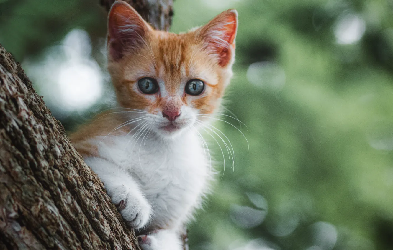 Photo wallpaper trees, nature, animal, cub, kitty, bokeh
