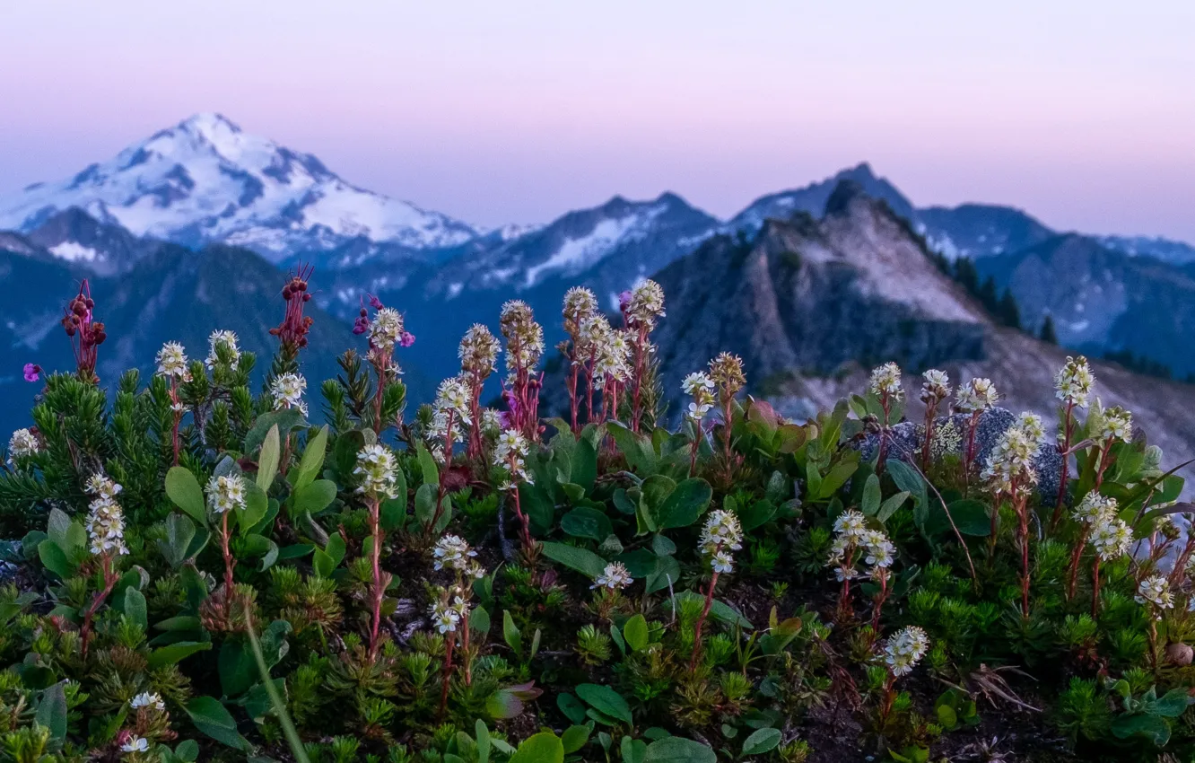 Photo wallpaper landscape, flowers, mountains, nature, tops